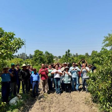 Gobierno del Estado fortalece la producción de aguacate poblano