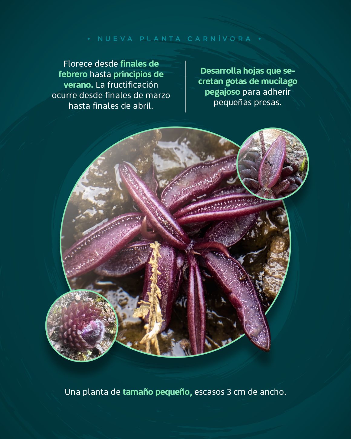 BUAP descubre nueva especie de planta carnívora en Hidalgo; la catalogan en peligro crítico