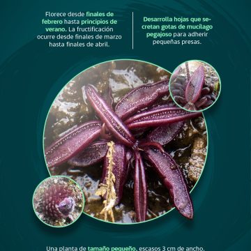 BUAP descubre nueva especie de planta carnívora en Hidalgo; la catalogan en peligro crítico
